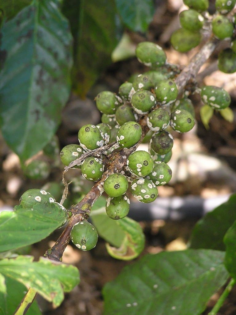 Café en fruta, cosecha de Tarrazú