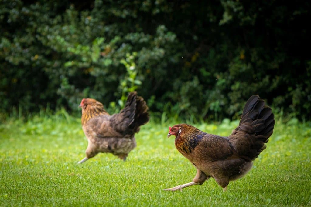 Gallinas ponedoras en producción activa, lote de 50